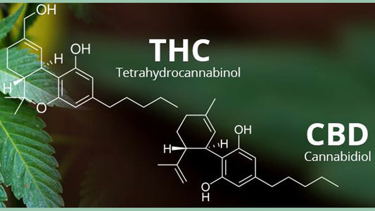 The Entourage Effect and Delta 8 THC